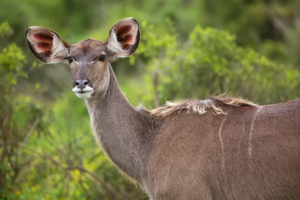 Vue Antilope Sauvage Dans Savane — Photo