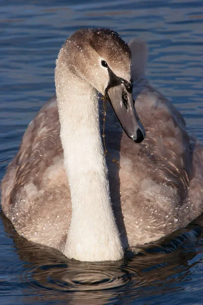 Bellissimo Cigno Bianco Sul Lago — Foto Stock