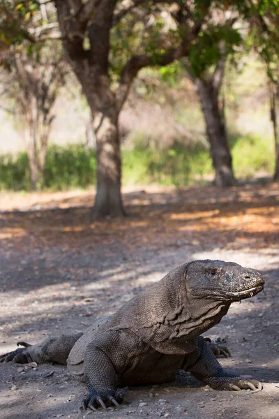 Komodo ejderhasının doğal ortamdaki yakın çekimi.