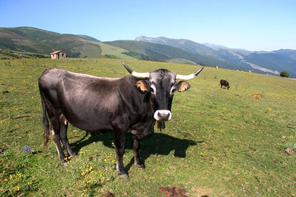 Vaches Broutant Dans Les Montagnes — Photo