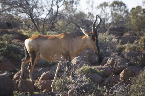 Større Kudu Tragelaphus Strepsiceros - Stock-foto