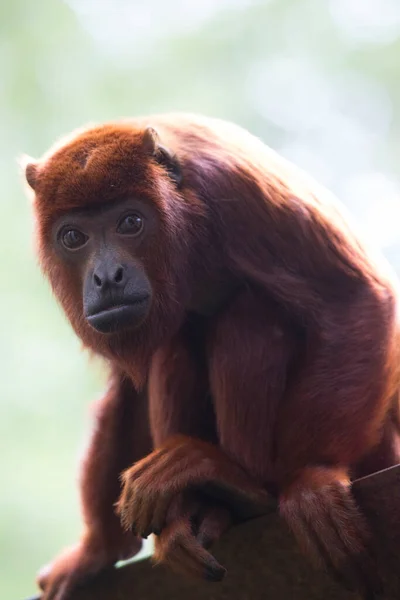 Κοντινό Πλάνο Της Μαϊμούς Guyanan Red Howler Alouatta Macconnelli — Φωτογραφία Αρχείου