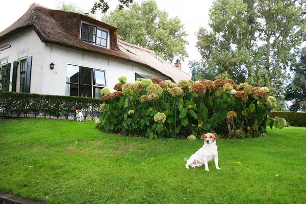 Perro Parque — Foto de Stock