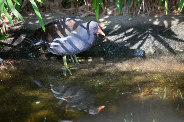 Eine Nahaufnahme Eines Vogels — Stockfoto