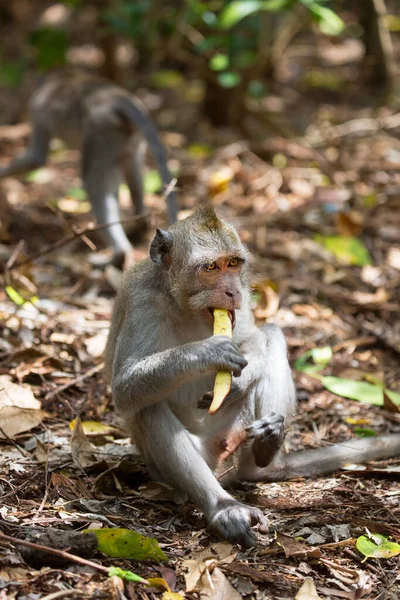 森林里的猴子 — 图库照片