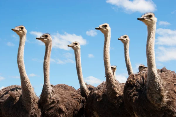 Bir grup genç devekuşu, Struth Camelus açık düzlüklerde birlikte yürüyorlar.
