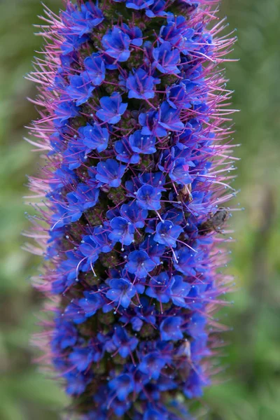 Egy Lila Virág Közelsége — Stock Fotó