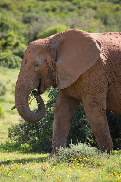 Elephant Savannah Kenya — Stock Photo, Image