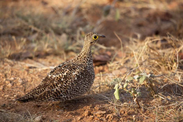 Çimenlikteki güzel bir kuşun yakın plan çekimi.