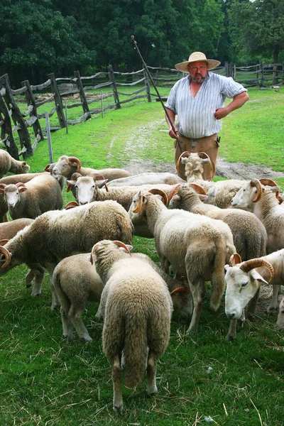 Człowiek Owcami Zielonym Pastwisku Strzał Podróży — Zdjęcie stockowe