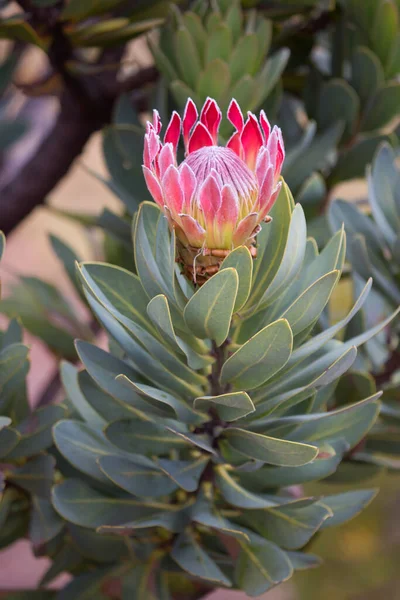 Eine Große Blühende Protea Auf Einem Zweig — Stockfoto