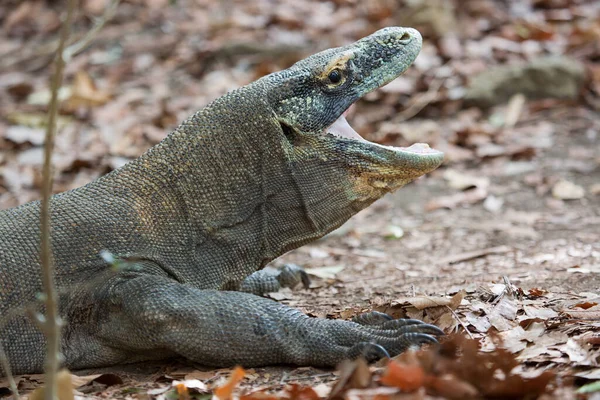 Komodo ejderhasının doğal ortamdaki yakın çekimi.
