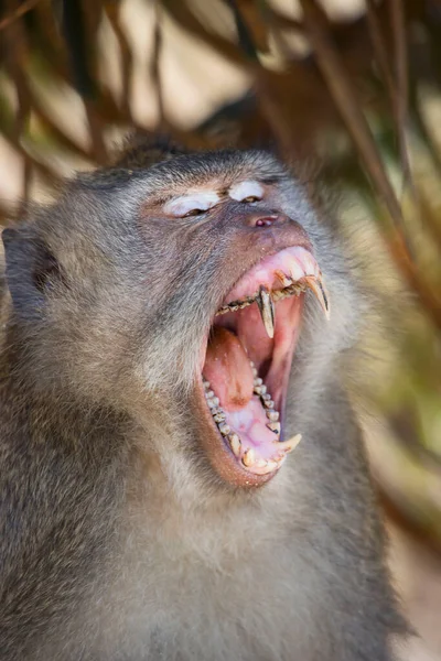 Portrait Nervous Yawning Crab Eating Long Tailed Macaque Macaca Fascicularis — Stock Photo, Image