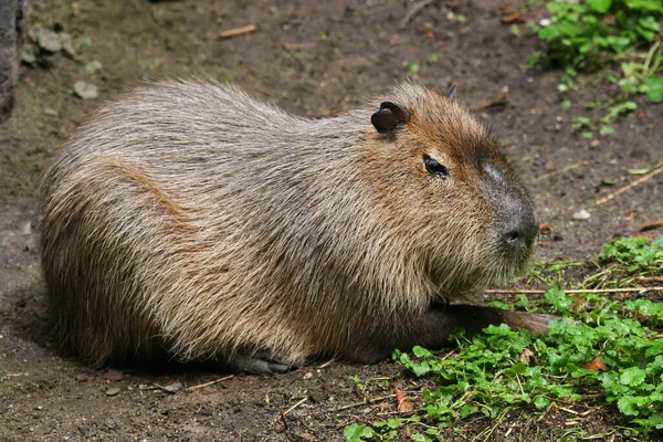 Capibara Hydrochoerus Hydrochaeris Reposo —  Fotos de Stock