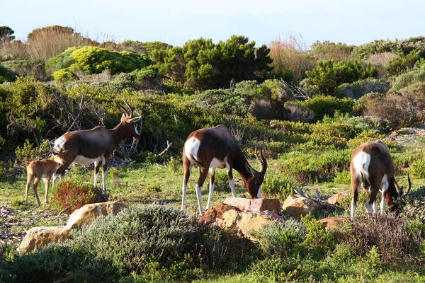 Grupo Antílopes Naturaleza Parque Nacional — Foto de Stock