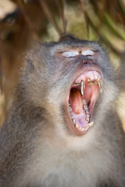 Gergin Esneyen Bir Yengeç Yiyenin Portresi Uzun Kuyruklu Bir Maymun — Stok fotoğraf