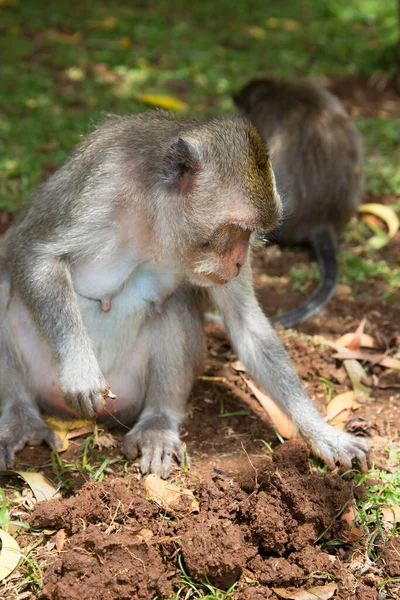 Macaco Bebê Bonito Chão — Fotografia de Stock