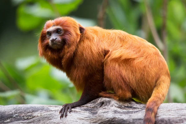Şirin kahverengi kuyruklu bir makağa yaklaş.
