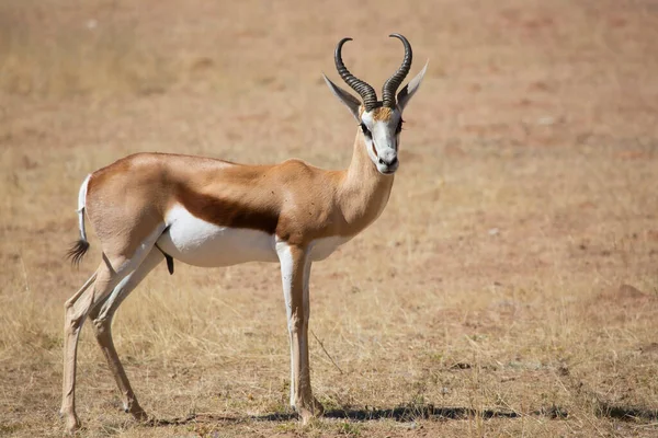 Springfield, Antidorcas Marsupialis, çölün kuru otlaklarında yürüyor ve otluyor.