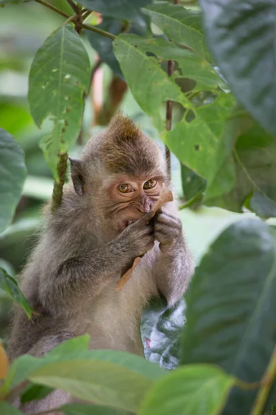 Caranguejo Macaco Cauda Longa Macaca Fascicularis Relaxado Observando Área — Fotografia de Stock