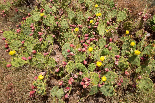 Eine Große Kaktusfeige Wächst Einem Grünen Garten — Stockfoto