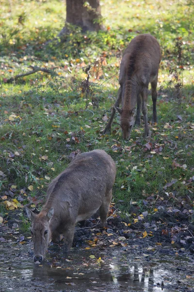 Gros Plan Cerf Virginie Dans Forêt — Photo