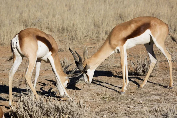 Springbok Antidorcas Marsupialis Caminhadas Pastagens Nas Pradarias Secas Deserto — Fotografia de Stock