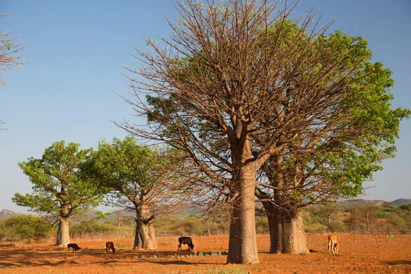Genç bir Afrika savanının ve hayvanların güzel bir fotoğrafı.