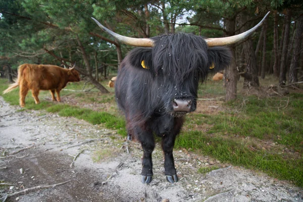 Une Vache Noire Brune Dans Champ — Photo