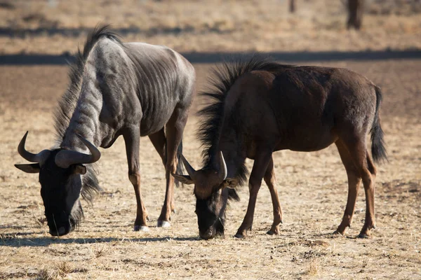 Siyah antilop ya da beyaz kuyruklu gnu, Connochaetes Gnou, açık ovalarda yürüyor.