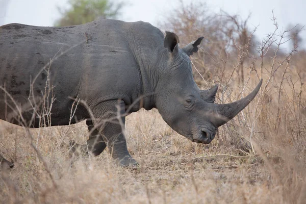 Rhinocéros Lèvres Blanches Carrées Ceratotherium Simum Marchant Sur Paysage Savane — Photo