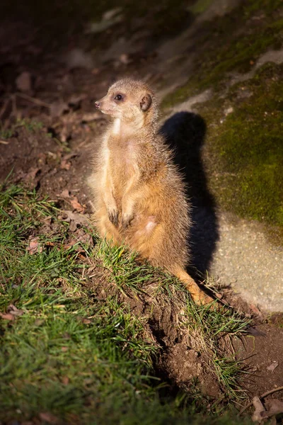 Meerkat Istuu Maassa Luonnossa — kuvapankkivalokuva