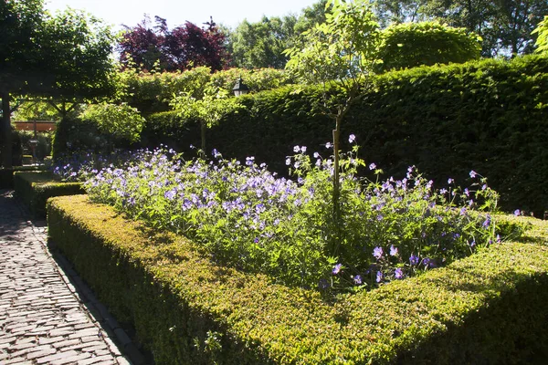 Belles Fleurs Dans Jardin — Photo