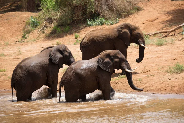 Éléphants Afrique Dans Rivière — Photo