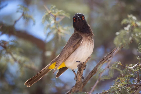 Ağacın dalında bir kuş 