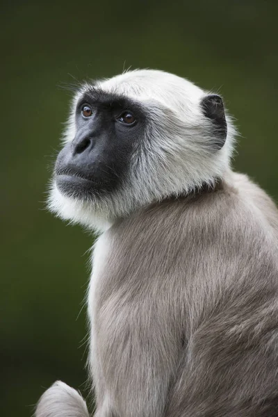 Beyaz kuyruklu bir makağı kapatın.