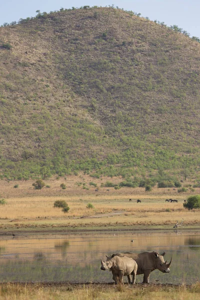 アフリカのサバンナでのサイの眺めは — ストック写真