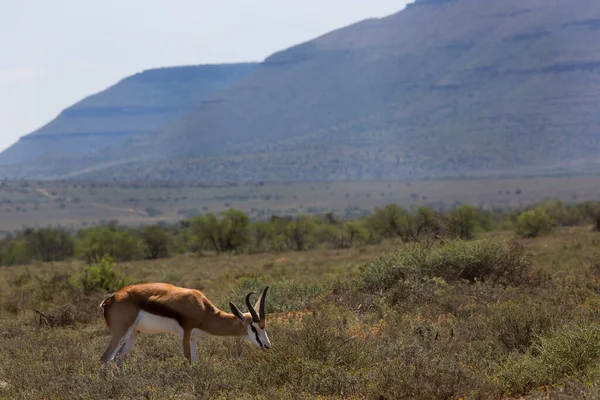 Antilope Der Savanne Von Kenia — Stockfoto