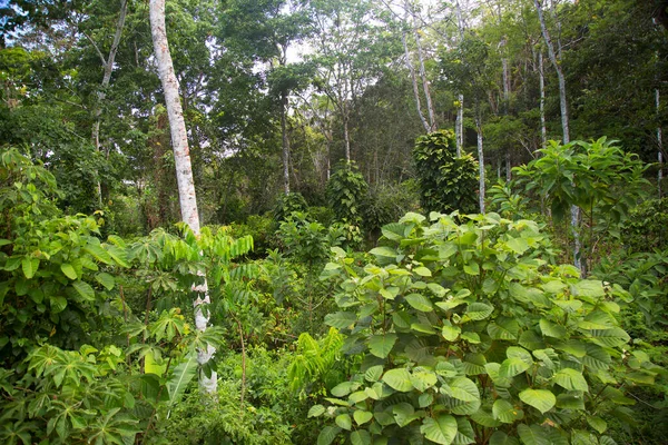 Belo Tiro Botânico Vegetação Tropical — Fotografia de Stock