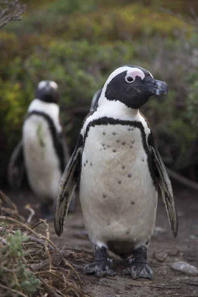 Pingouins Doux Dans Mer — Photo