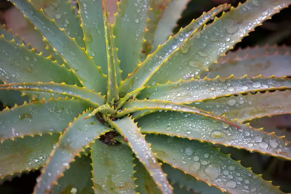 Aloe Vera Φυτό Πράσινα Φύλλα Και Φυσικές Σταγόνες — Φωτογραφία Αρχείου