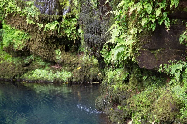 Hermosa Vista Del Pequeño Lago Selva Tropical —  Fotos de Stock