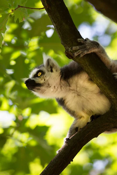 Lemur Sitting Tree Trunk Stock Photo