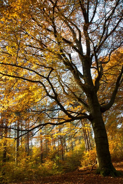 Autumn Landscape Trees Leaves Stock Image