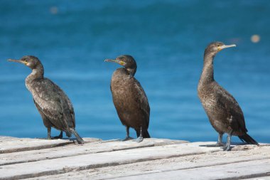 Pelerin karabataklar çatıda, arka planda mavi su var.
