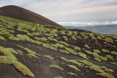 Etna Dağı 'nın krater kenarı lav tarlaları ve dik yamaçlar. Çakıl taşlarıyla kaplı. Güçlü öncü bitkiler tarafından büyütülmüş.