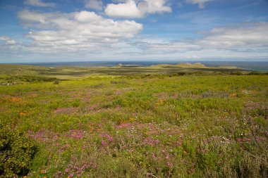 Yeşil yaz otlağının güzel manzarası