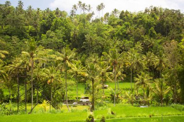 güzel yeşil orman sahnesi tarımsal tarlalarıyla
