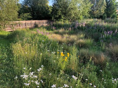 Yazın geniş bir çayırı olan güzel bir manzara.