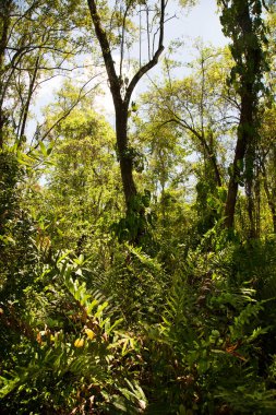 Yeşillik yemyeşil Tropikal ormanda